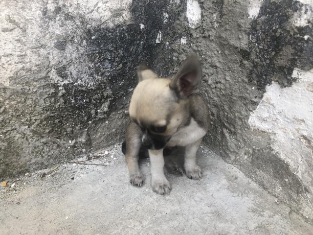 Photo Chiot Chihuahua mâles petit gabarit. image 1/6