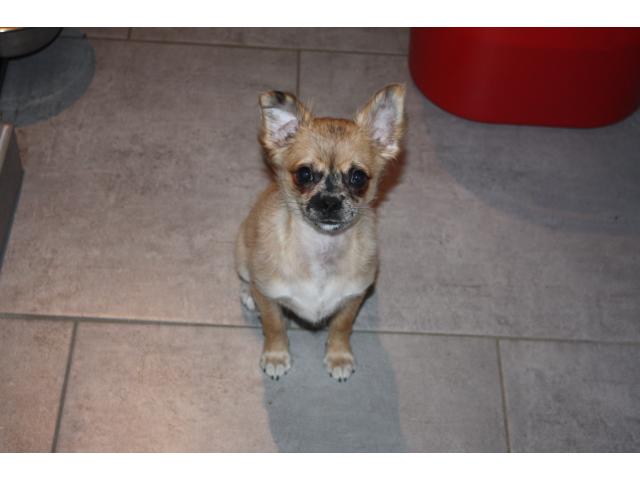 Chiot chihuahua merle disponible