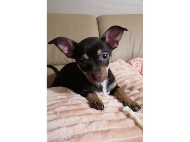 Photo Chiot chihuahua /pinscher image 1/2
