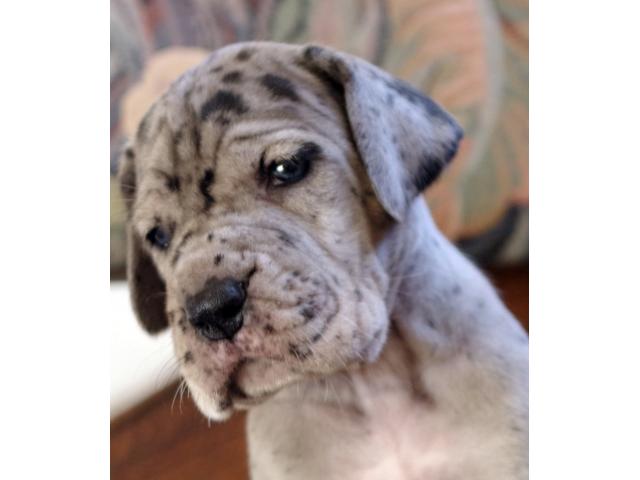 Photo Chiot Dogue allemand image 1/1