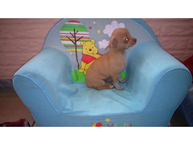 Chiot femelle chihuahua