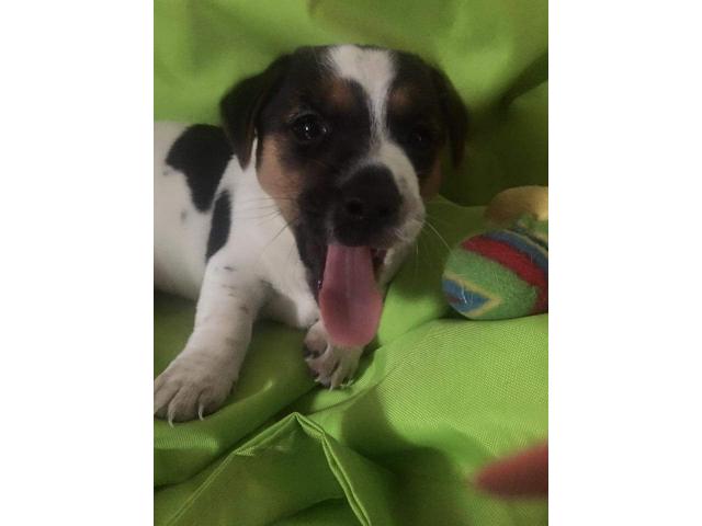 Photo chiot jack russel image 1/3