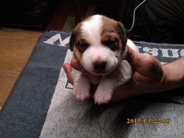 Photo chiot jack russell image 1/4
