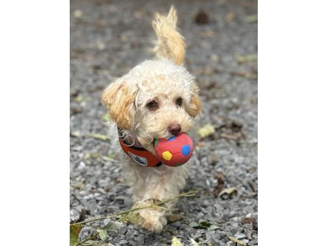 Chiot mâle de race Maltipoo