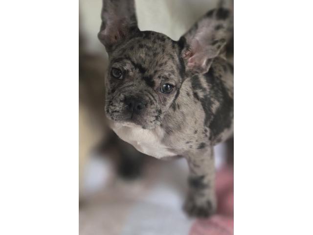 Chiot mâle merle bouledogue francais