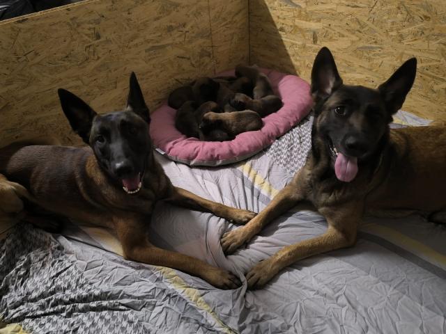 Chiot malinois