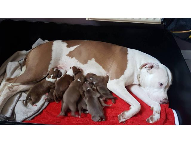 Photo chiot pitbull red nose image 1/1