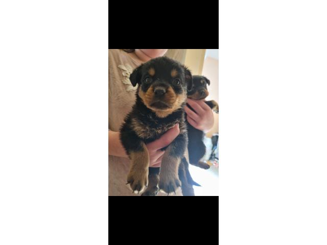 Photo Chiot     rottweiler image 1/4