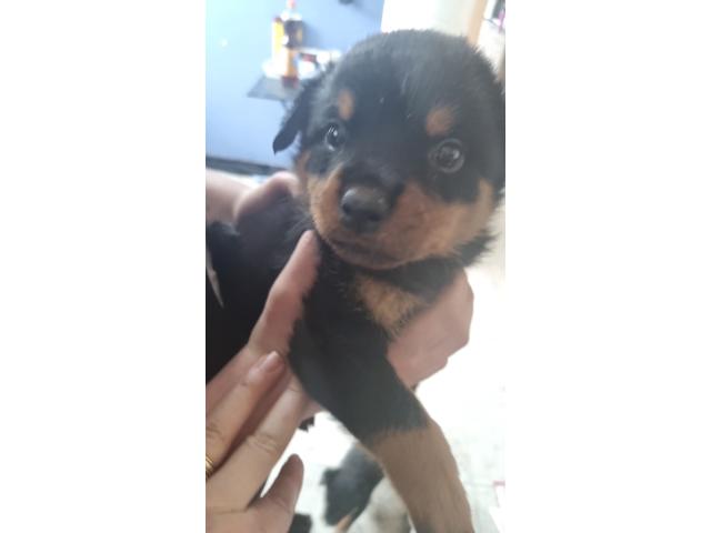 Photo Chiot rottweiler image 1/5