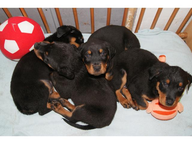 Photo chiot rottweiler image 1/1