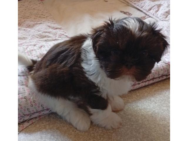 Chiot shih-tzu