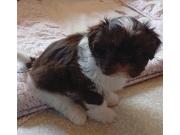 Annonce Chiot shih-tzu