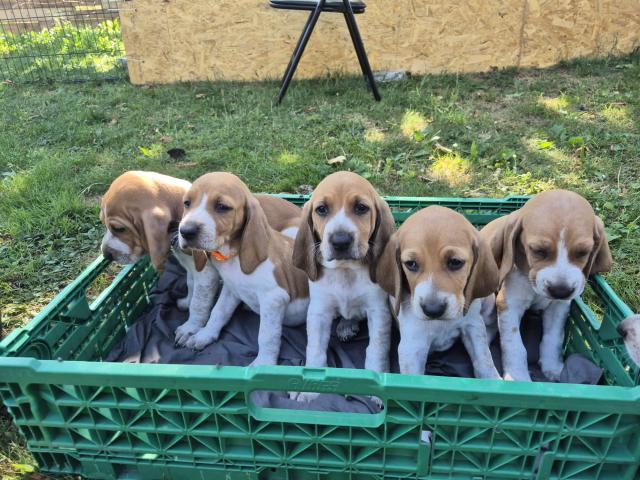 Photo Chiots à vendre image 1/6