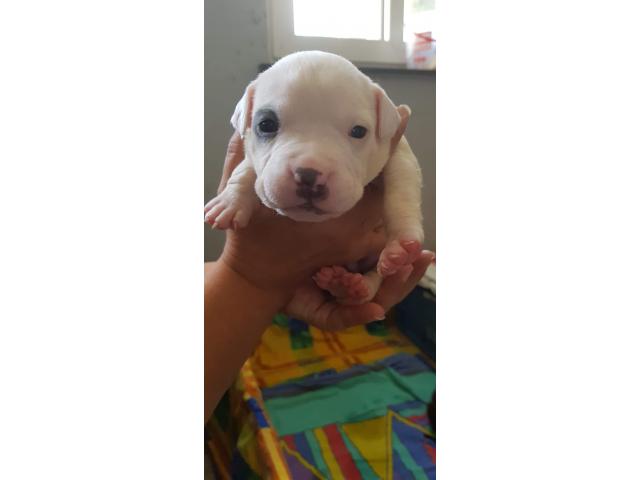 Photo Chiots American bully image 1/6