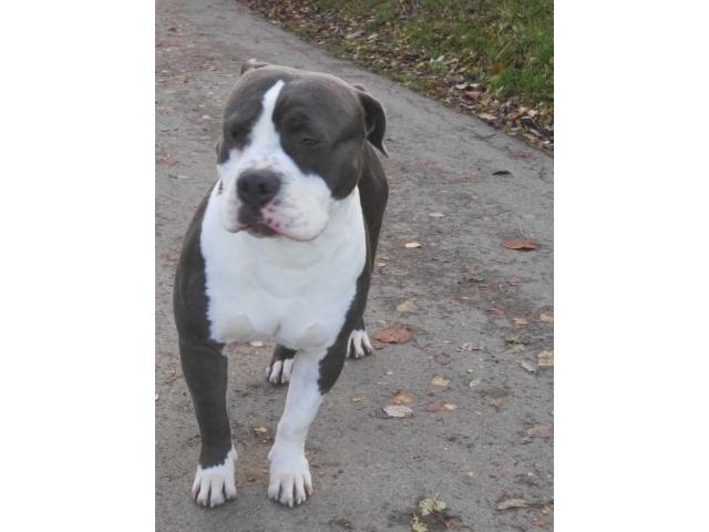 Photo Chiots American staff et American bully image 1/6