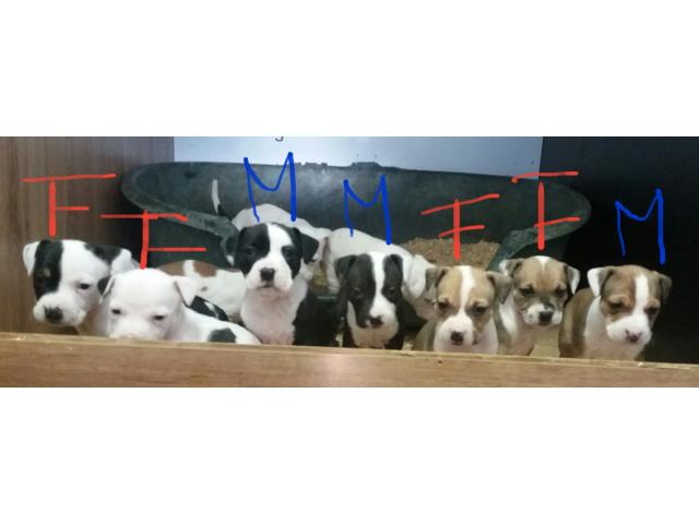 Photo Chiots American Staffordshire terrier image 1/4