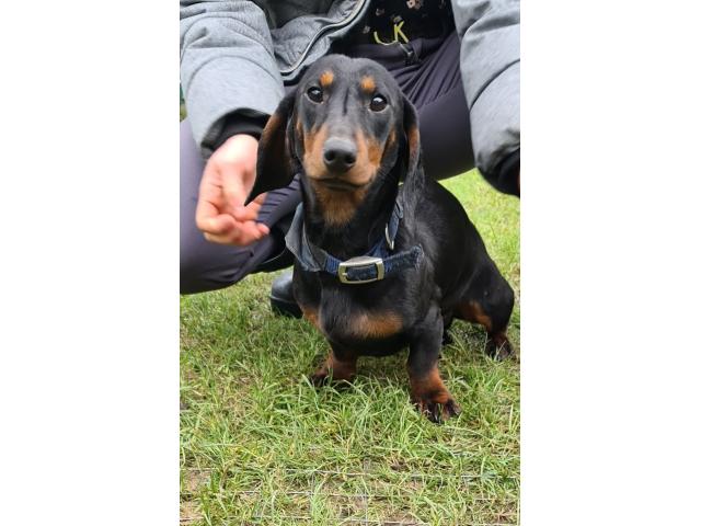 Chiots basset