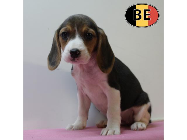 Chiots Beagle à vendre, également bleus