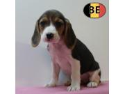 Annonce Chiots Beagle à vendre, également bleus