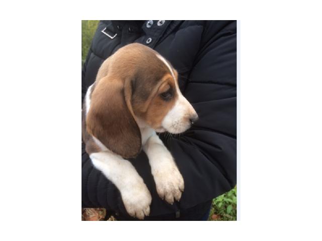 chiots beagle disponible