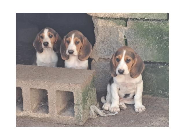 chiots beagle disponible