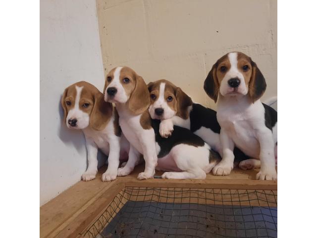 Chiots Beagle pure race disponibles.