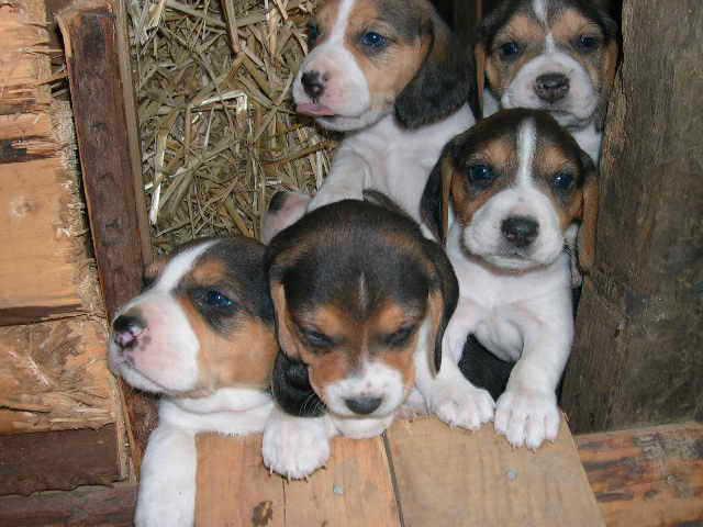 Photo chiots beagle pure race élevés en famille image 1/6