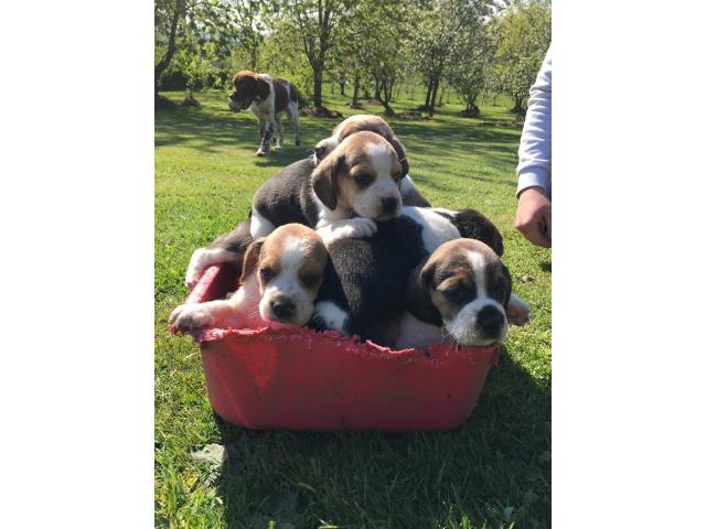 chiots beagle pure race élevés en famille