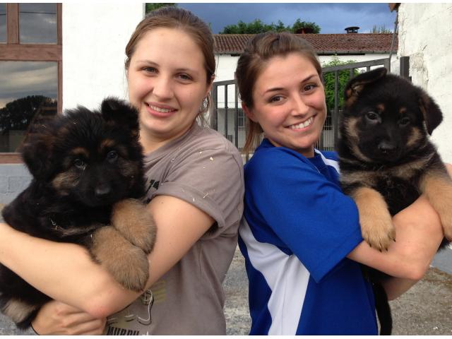 Photo Chiots Berger Allemand image 1/4