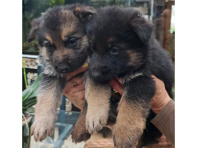 Photo Chiots berger allemand image 1/6