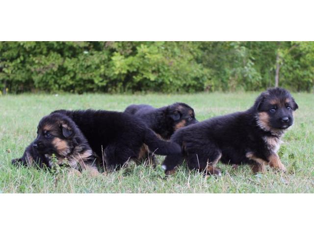 Photo Chiots berger allemand image 1/1