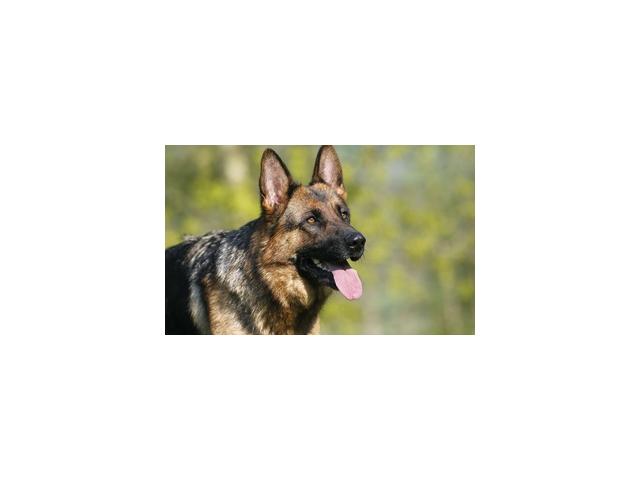 Photo Chiots Berger Allemand image 1/1