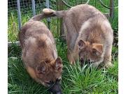 Annonce Chiots berger allemand femelles gris loup