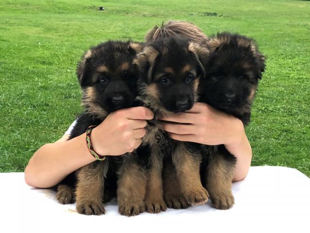 Photo Chiots Berger Allemand LOF a donner Email : ( goube1992magalie@gmail.com ) image 1/1