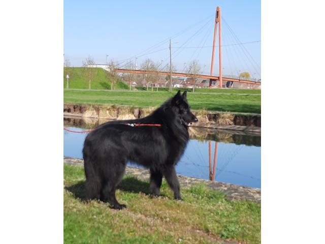 Chiots berger belge groenendael