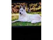 Annonce chiots berger blanc suisse LOF