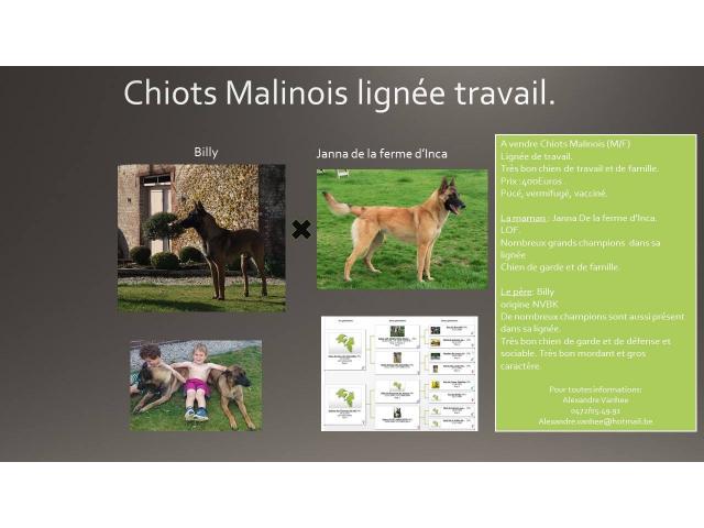 Chiots berger malinois