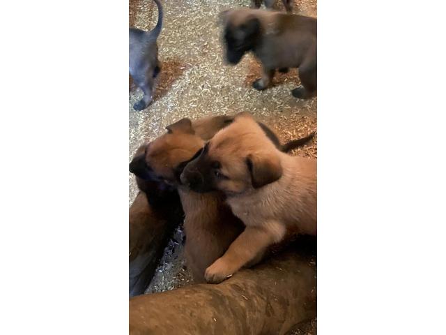 Chiots Bergers Belges Malinois Disponible