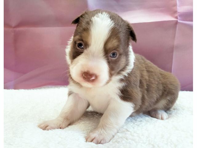 Chiots border collie