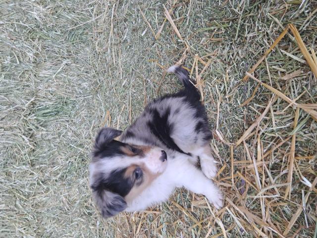 Chiots Border Collie à vendre