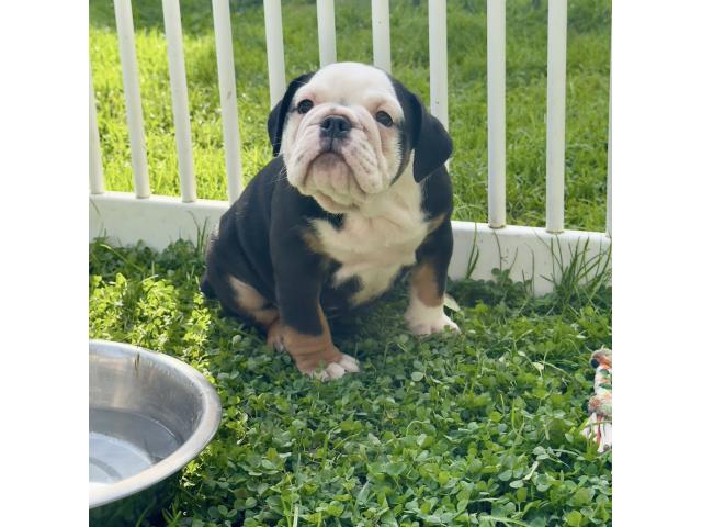 Chiots Bouledogue Anglais
