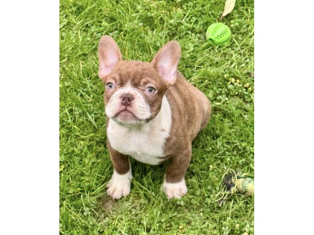 Chiots Bouledogue Français