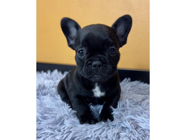 Chiots Bouledogue Français