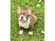 Annonce Chiots Bouledogue Français