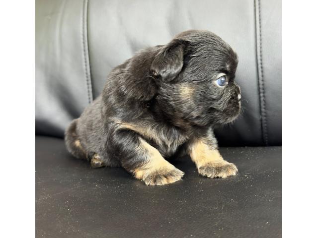 Chiots Bouledogue Français fluffy disponible