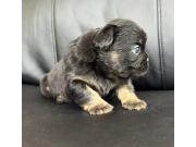Annonce Chiots Bouledogue Français fluffy disponible