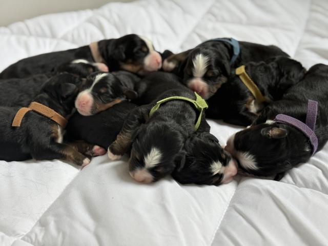 Chiots bouvier bernois