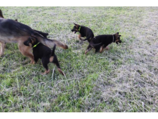 Photo chiots breger allemand image 1/6