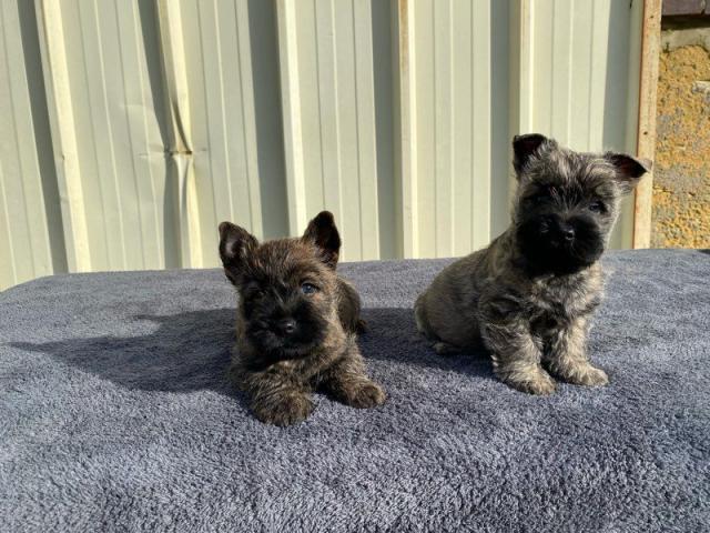 Photo Chiots cairn terrier image 1/3
