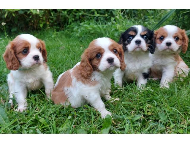 Chiots cavaliers king charles pour adoption